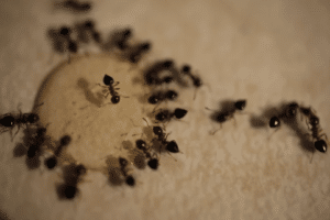 debellare formiche