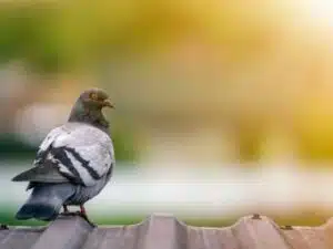 rimozione guano piccioni